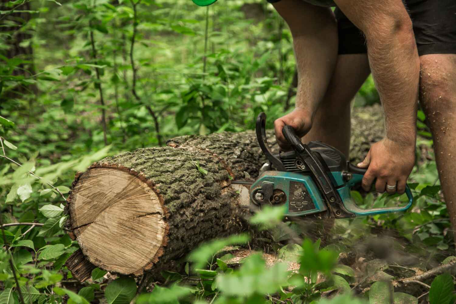 The Steps Involved in Our Tree Care Process in Hinton, WV